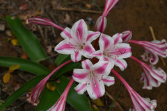 Crinum stuhlmannii delagoense