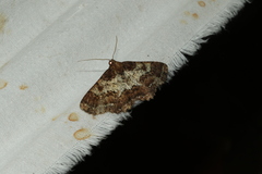 Paradromulia ambigua