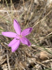 Lygodesmia grandiflora dianthopsis