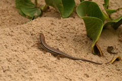 Trachylepis depressa