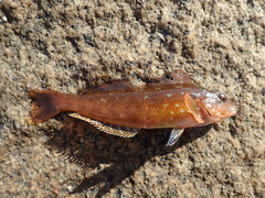 Hexagrammos decagrammus