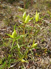 Papilio machaon aliaska
