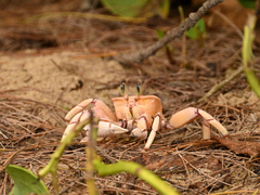 Ocypode ryderi