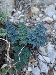 Argyrochosma limitanea