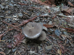 Melanoleuca melaleuca