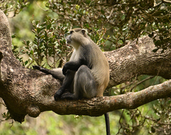 Cercopithecus mitis erythrarchus