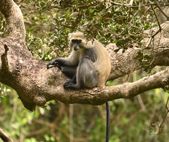 Cercopithecus mitis erythrarchus