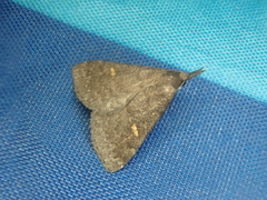 Gynaephila maculifera