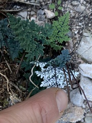 Argyrochosma limitanea