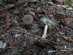 Melanoleuca melaleuca