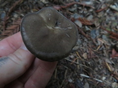 Melanoleuca melaleuca