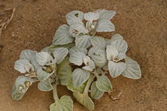 Arctotheca populifolia