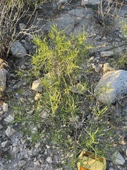 Sidneya tenuifolia