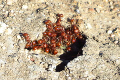 Pogonomyrmex subnitidus
