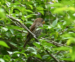 Amblyospiza albifrons