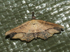 Philogethes metableta