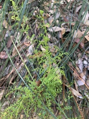 Lindsaea microphylla