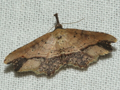 Philogethes metableta