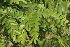 Senna siamea