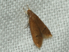 Pholeutis neolecta