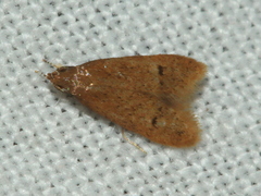 Pholeutis neolecta