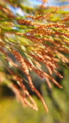Casuarina glauca