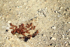 Pogonomyrmex subnitidus