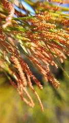 Casuarina glauca