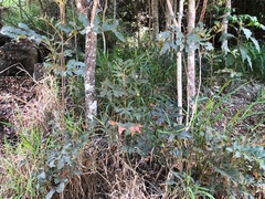 Cupaniopsis tomentella