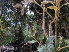 Cupaniopsis tomentella