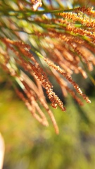 Casuarina glauca