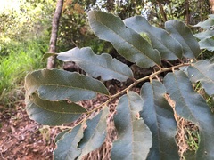 Cupaniopsis tomentella