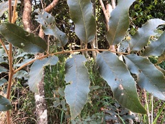 Cupaniopsis tomentella