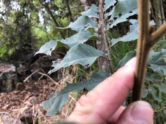Cupaniopsis tomentella