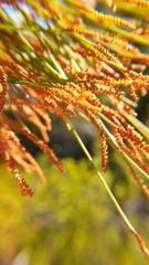 Casuarina glauca