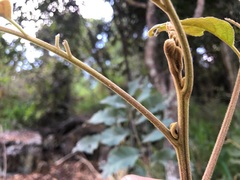 Cupaniopsis tomentella