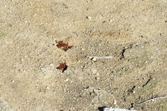 Pogonomyrmex subnitidus