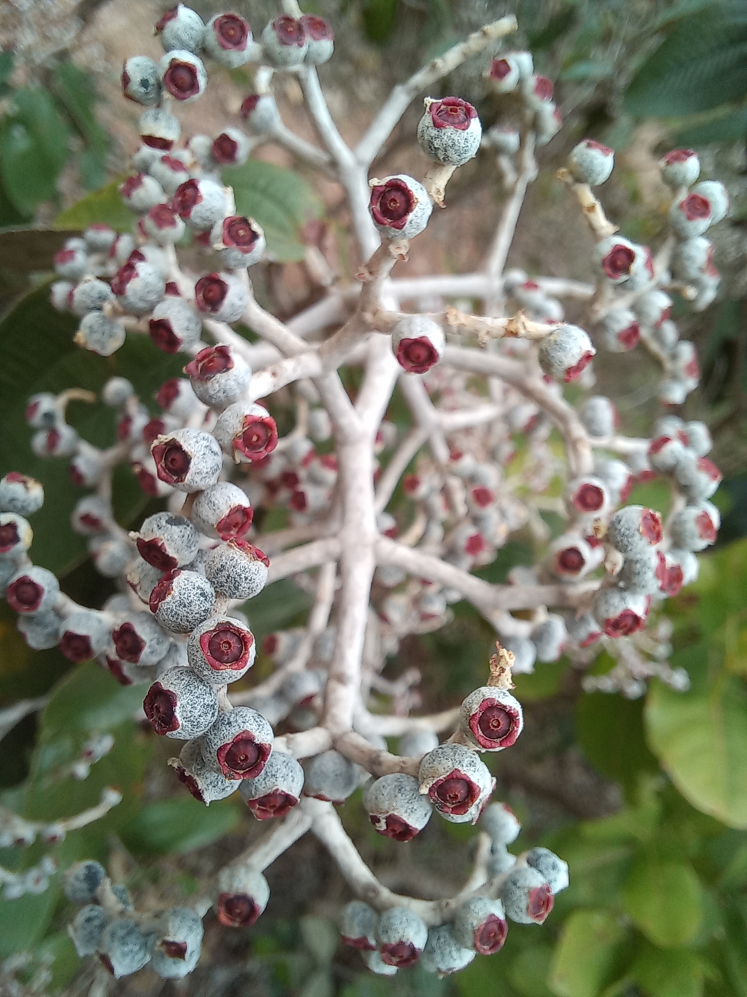 Miconia albicans