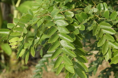 Senna siamea