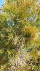 Casuarina glauca