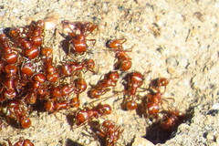 Pogonomyrmex subnitidus