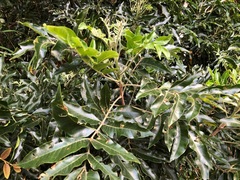 Flindersia xanthoxyla