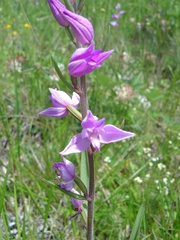 Cephalanthera rubra