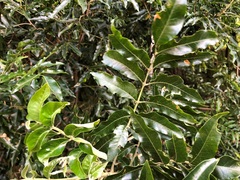 Flindersia xanthoxyla