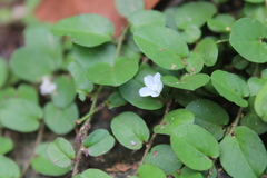 Evolvulus nummularius