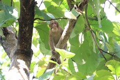 Macaca assamensis