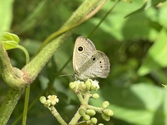 Ypthima philomela