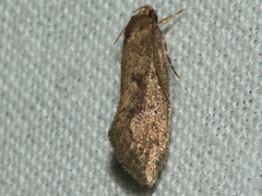 Syncometes vilis