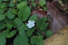 Evolvulus nummularius