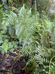 Diplazium esculentum